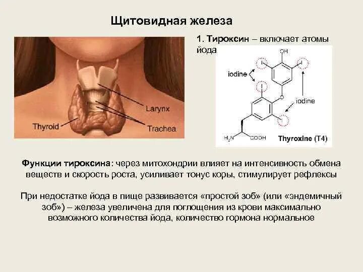 Использование йода для синтеза гормонов. Тироксин гормон щитовидной железы функции. Функции тироксина щитовидной железы. Тироксин функции гормона. Йод тироксин.