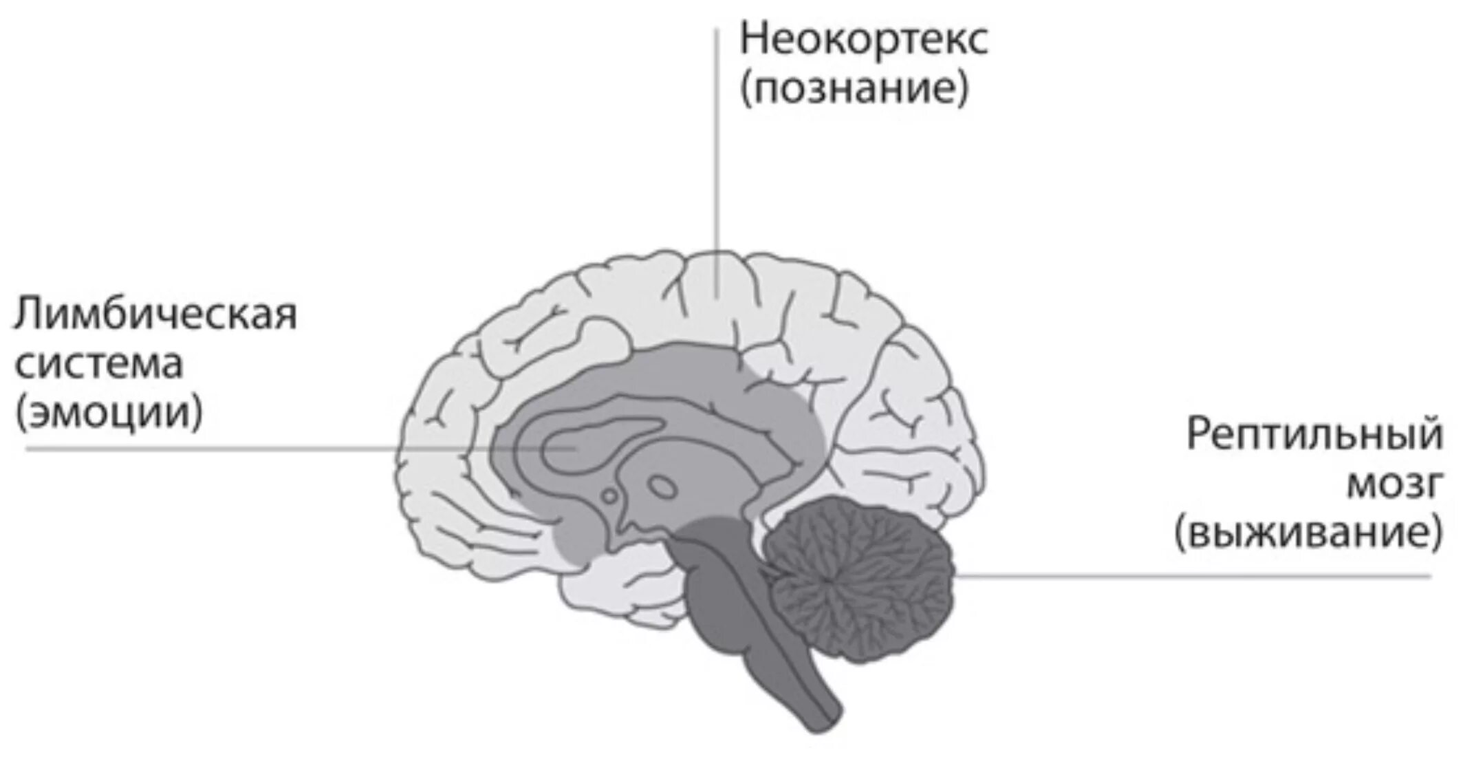 Строение головного мозга + неокортекс. Рептильный мозг лимбический мозг и неокортекс. Строение мозга человека неокортекс лимбическая система. Неокортекс это простыми словами