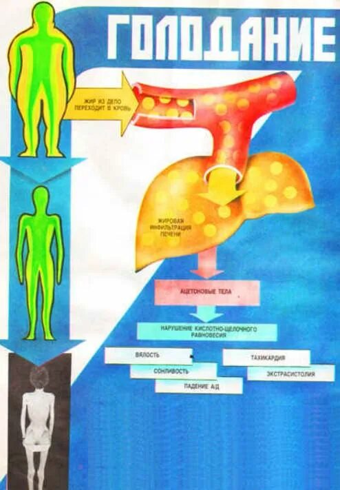 Голод силы. Голодание процессы в организме. Процессы в организме при голодании. Голод и состояния организма. Мышечное голодание.