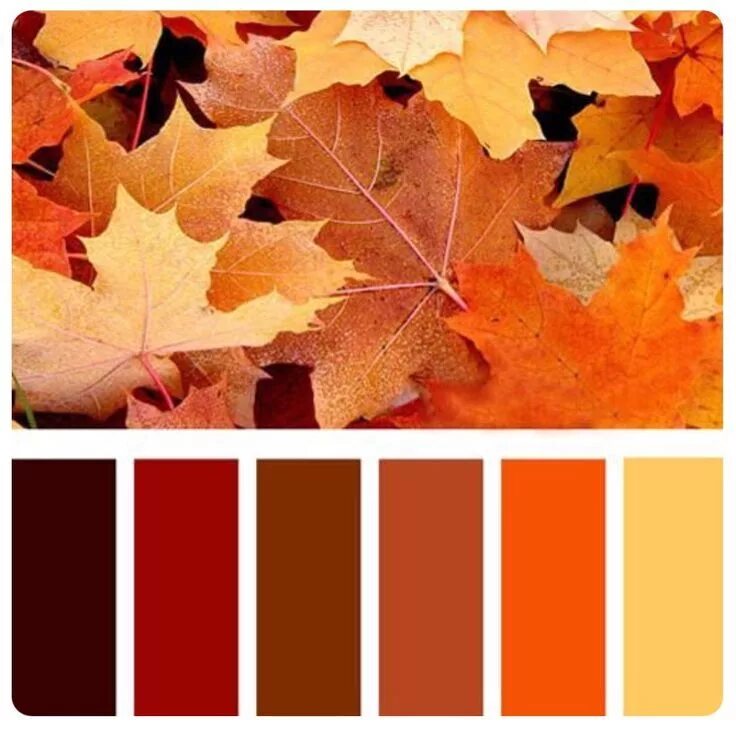Какая теплая осень в этом году. Осенние цвета. Осенняя палитра. Палитра цветов осень. Осенняя гамма цветов.