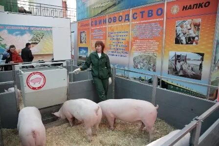 Показатели оценки продуктивности свиней. Грубая конституция свиней. Оценка свиньи. Оценка свиньи. Промеры свиней таблица.