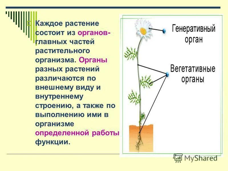 Специализированные органы растений