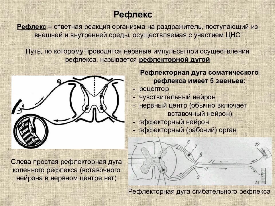 Рефлекс реакция организма. Схема рефлекторной дуги зрачкового рефлекса. Рефлекс это ответная реакция. Раздражители рефлексов.