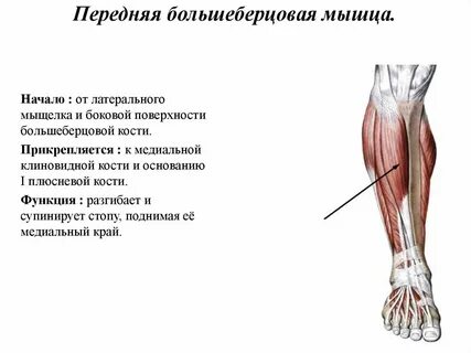 Задняя большая берцовая