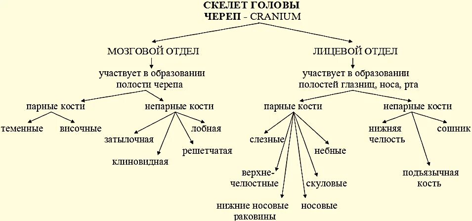 Деление скелета на отделы. Кости черепа классификация. Классификация костей мозгового черепа. Осевой скелет таблица.