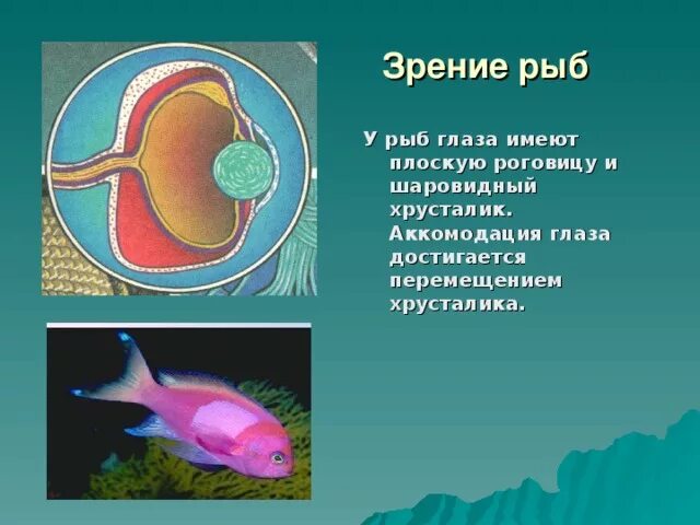 Строение глаза рыбы хрусталик. Аккомодация у рыб. Зрение рыб аккомодация. Зрение рыб строение. Какое значение имеют глаза у рыб