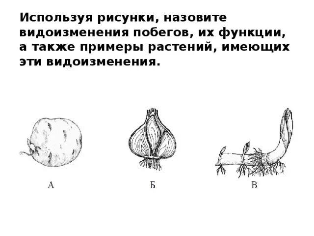 Рисунок клубень луковица корневище. Видоизменения побегов корневище клубень луковица. Строение корневища клубня луковицы лабораторная. Корневище клубень луковица видоизмененные побеги. Доказательство корневище видоизмененный побег