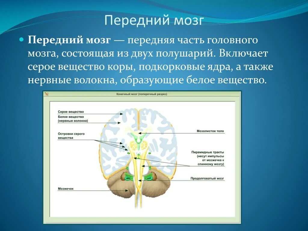 Ядра серого вещества головного мозга. Серое и белое вещество головного мозга. Строение мозга серое и белое вещество. Части белого вещества головного мозга. Что находится в сером веществе