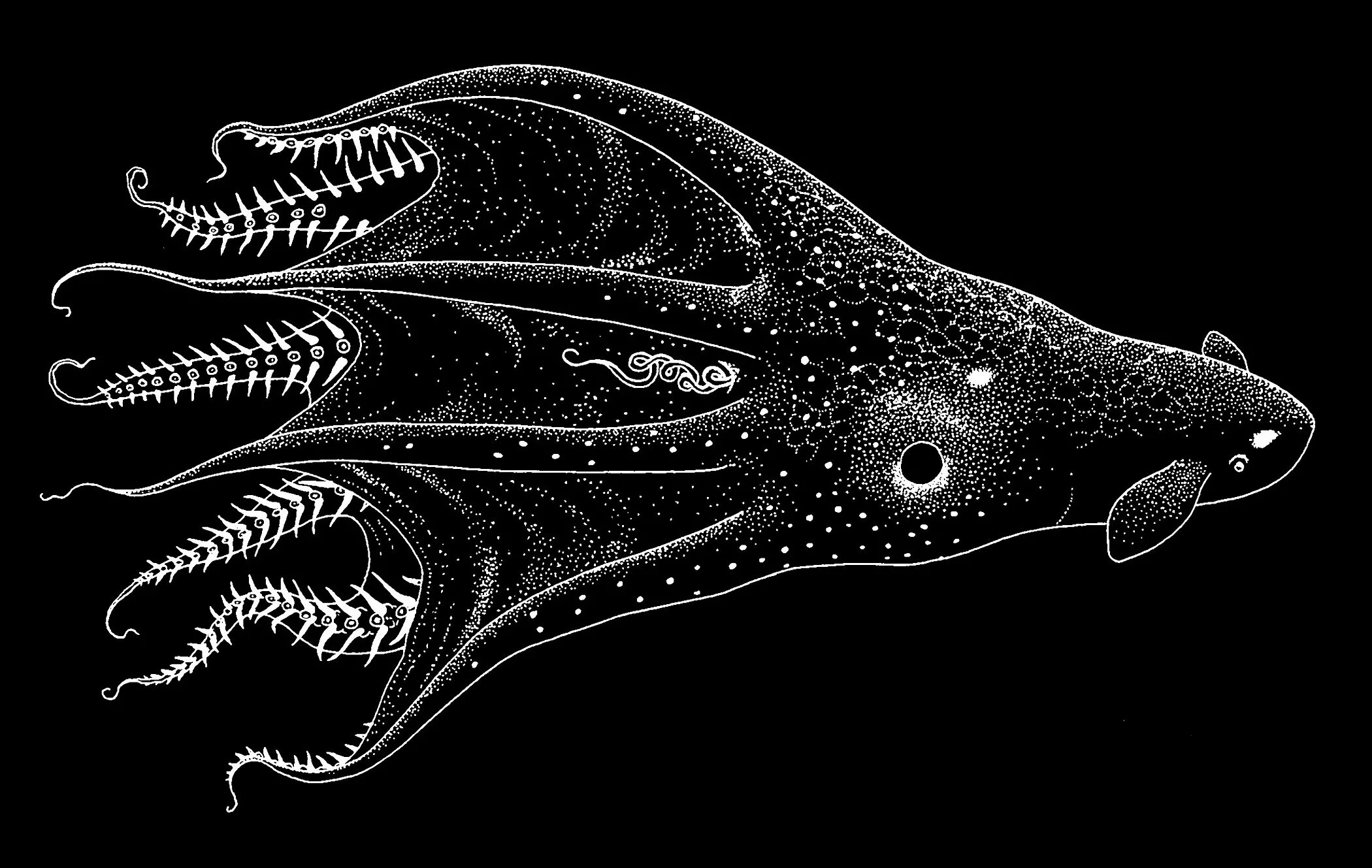 Vampyroteuthis infernalis. Осьминог вампир. Кальмар вампир. Адский вампир. Клип черная каракатица