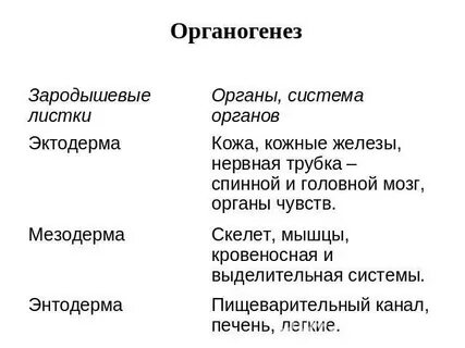Что такое органогенез