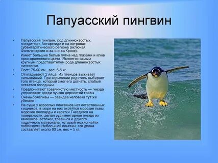 Пингвин окружающий мир 3 класс