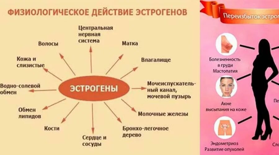 Нарушение метаболизма и эстрогенов что это. Эффекты эстрогенов в организме. органы мишени эстрогенов. действие эстрогенов на организм. влияние эстрогенов.