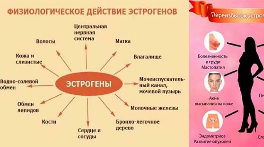 Симптомы повышенного эстрогена у женщин. Эстрогены эффекты в организме. Органы мишени эстрогенов. Эстроген на что влияет. Органы мишени женских половых гормонов.