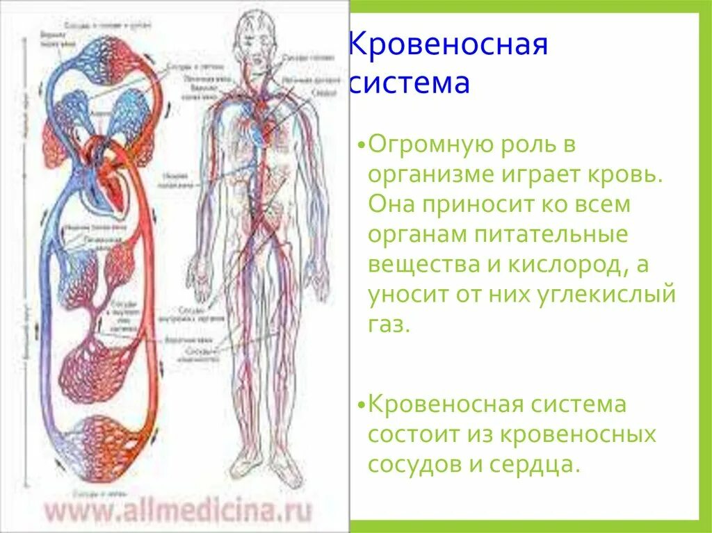 Кровеносная система человека доставляет лекарственные впр. Органы составляющие кровеносную систему. Кровеносная система и выделительная система. Кровеносная система кровь. Схема строения кровеносной системы.