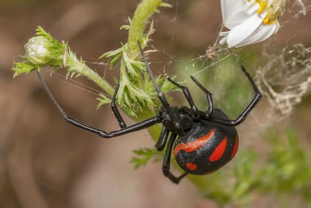 Каракурт паук. Каракурт (Latrodectus tredecimguttatus). Паук Каракурт фото. Каракурт Latrodectus tredecimguttatus (Rossi, 1790.