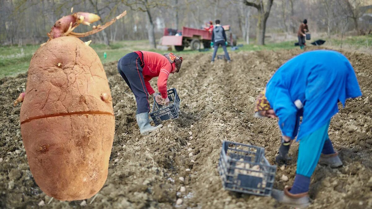 Картошка с надрезами. Надрезы на картошке перед посадкой. Метод кербовки на картофеле.