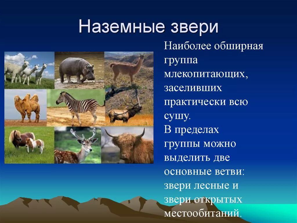 Млекопитающие делятся на группы. Группы млекопитающих. Млекопитающие животные. Экологические группы млекопитающих. Экологические группы млекопитающих наземные.