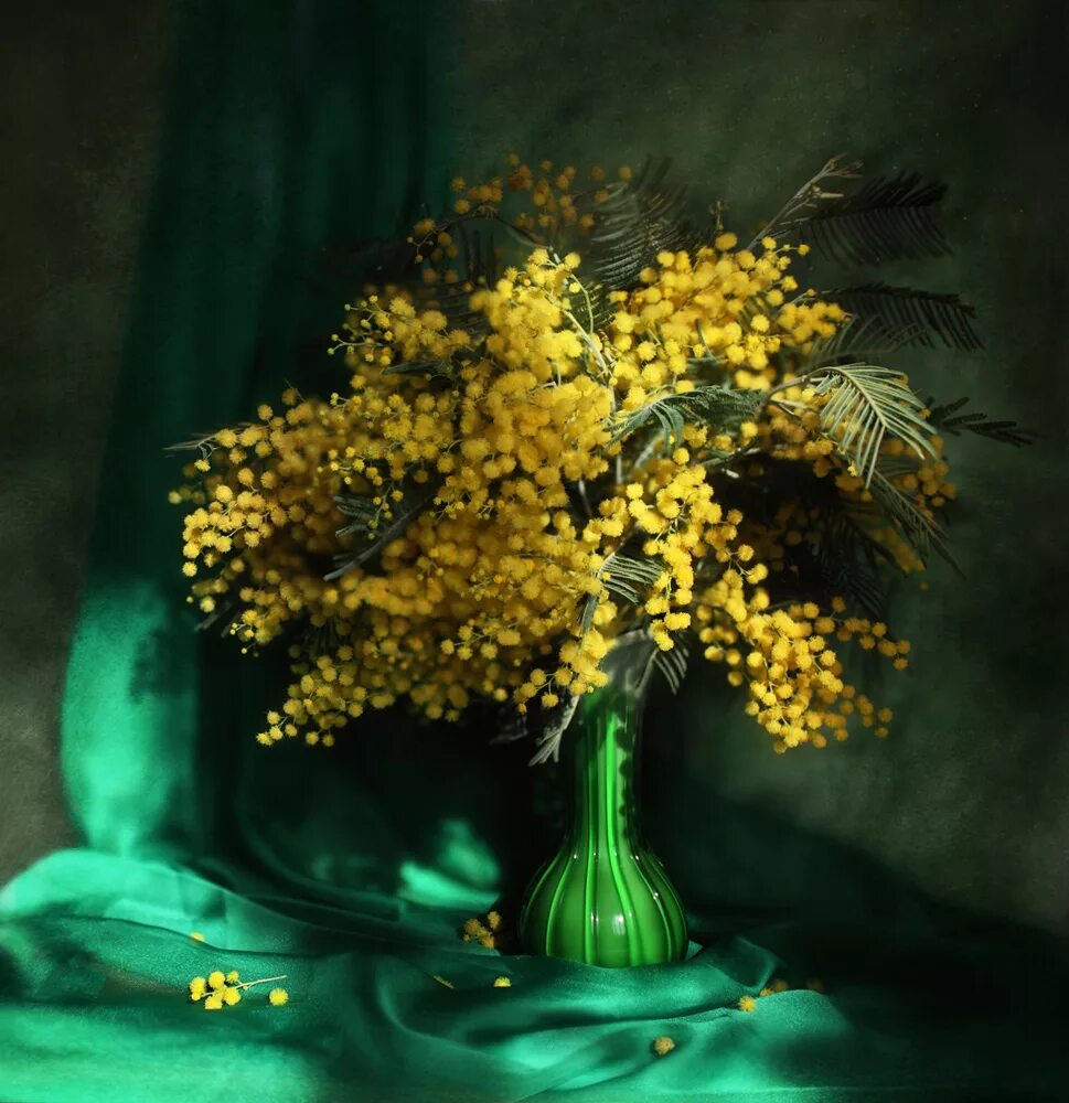 Натюрморт с мимозой. Мимоза цветок. Мимоза зеленая. Мимоза цветок зеленая.