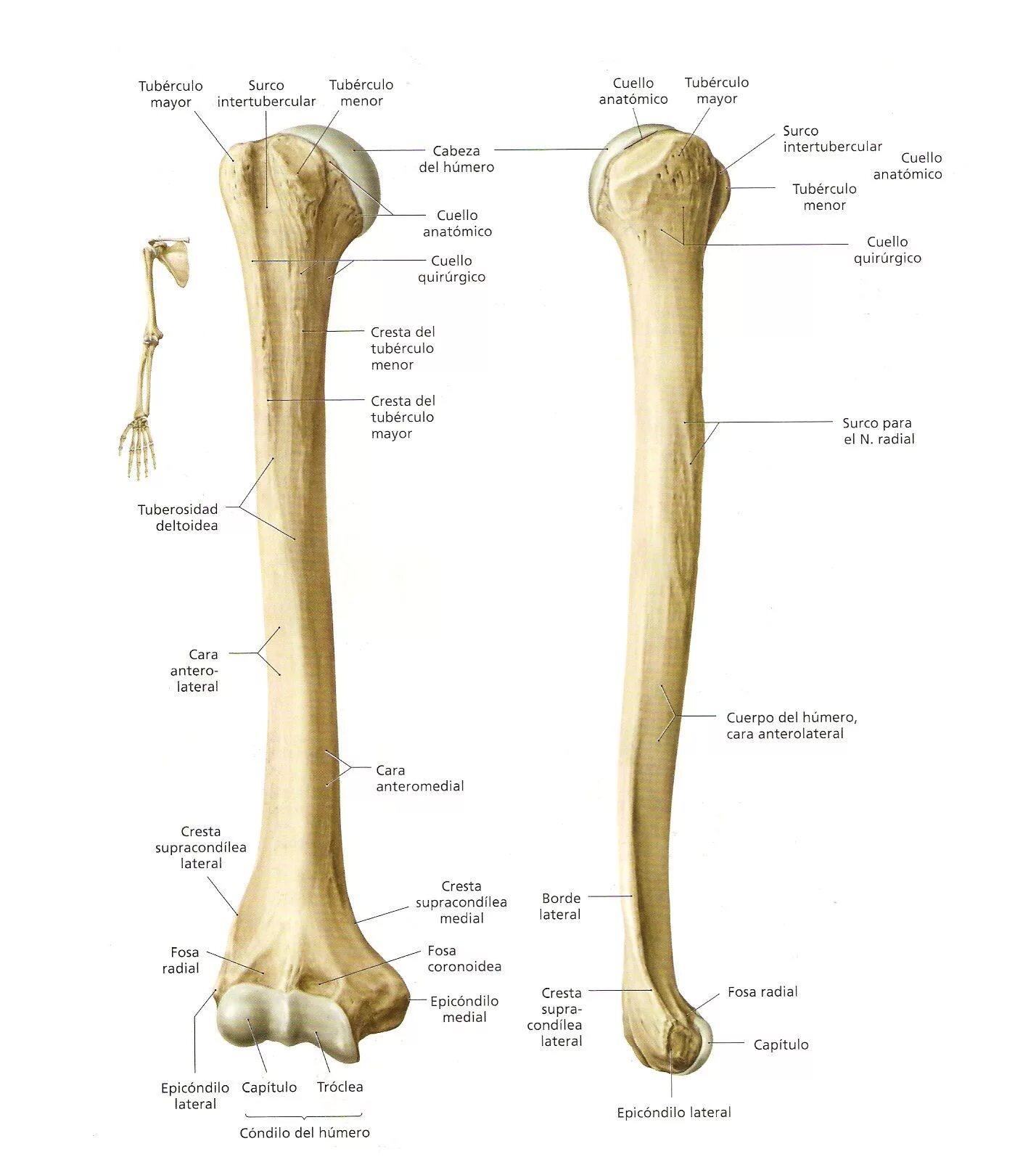Плечевая кость латынь. Плечевая кость атлас. Анатомия плечевой кости человека. Os Humerus анатомия. Плечевая кость строение анатомия кость.