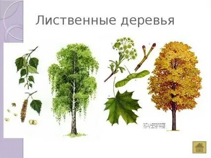 Лиственное дерево ответ
