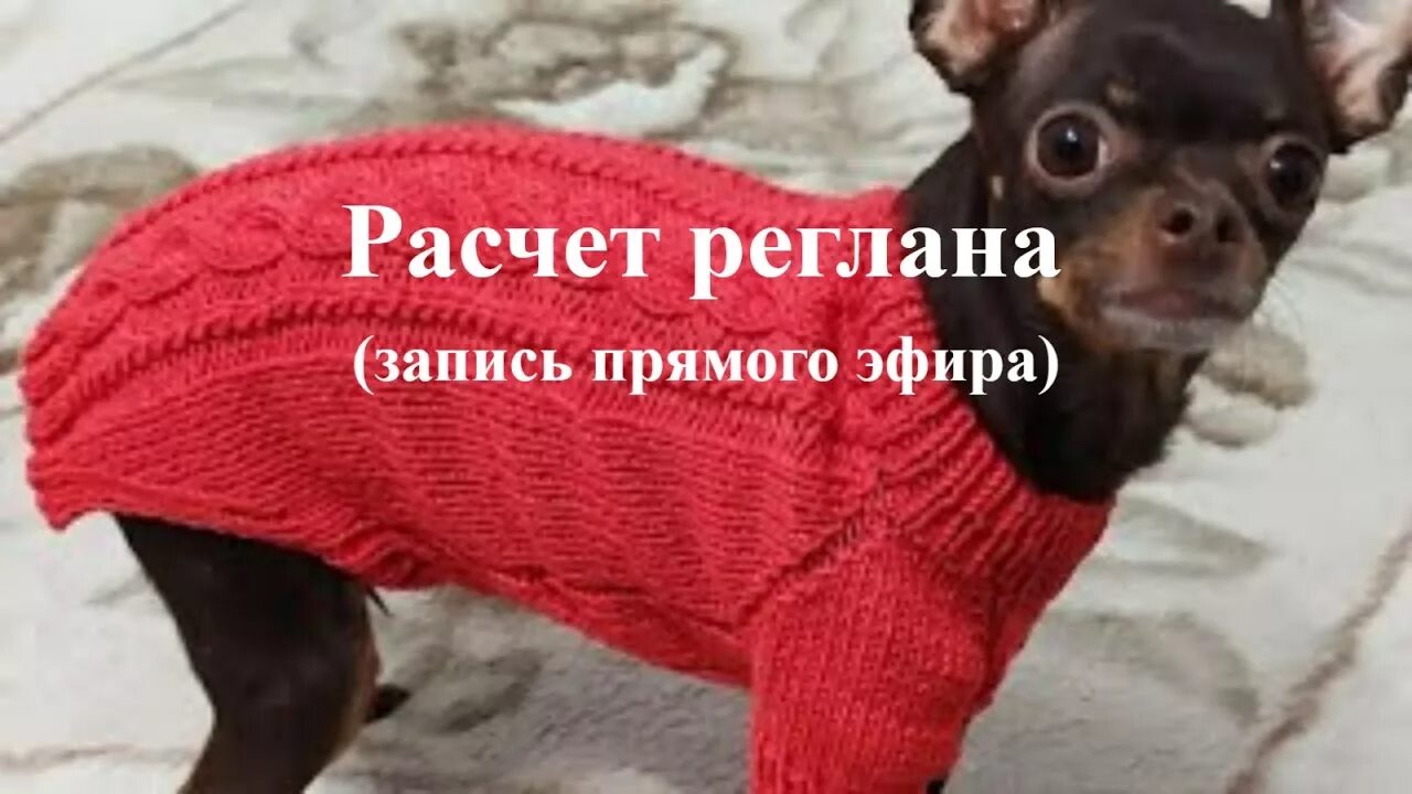Реглан собака. Вязаная кофта для собаки. Росток на свитере для собаки. Схема свитера для собак с регланом сверху. Вязаная жилетка для собаки джек рассел.