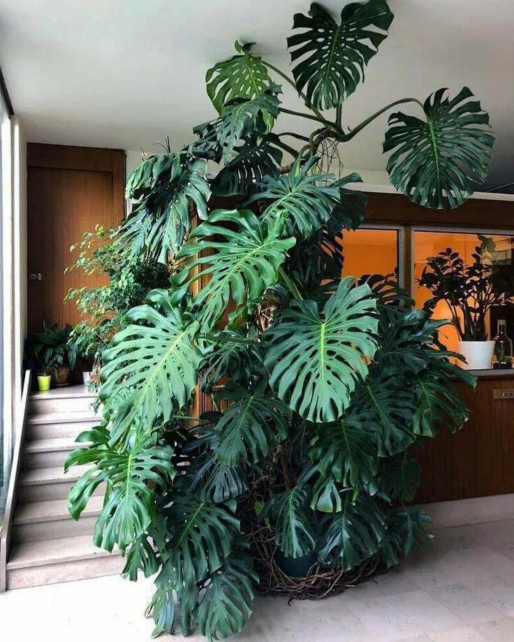 Монстера Делициоза. Монстера Делициоза (Monstera deliciosa). Монстера крупнолистная. Монстера Борситжиана. Как ухаживать за монстерой в домашних