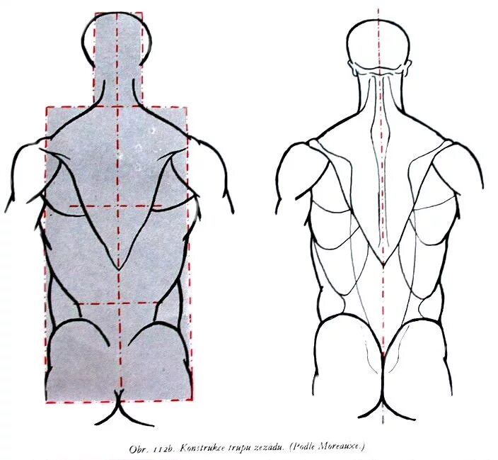 Поясница схема. Анатомия спины человека референс. Рисование на спине. Рисование спины человека. Анатомия человека со спины для рисования.