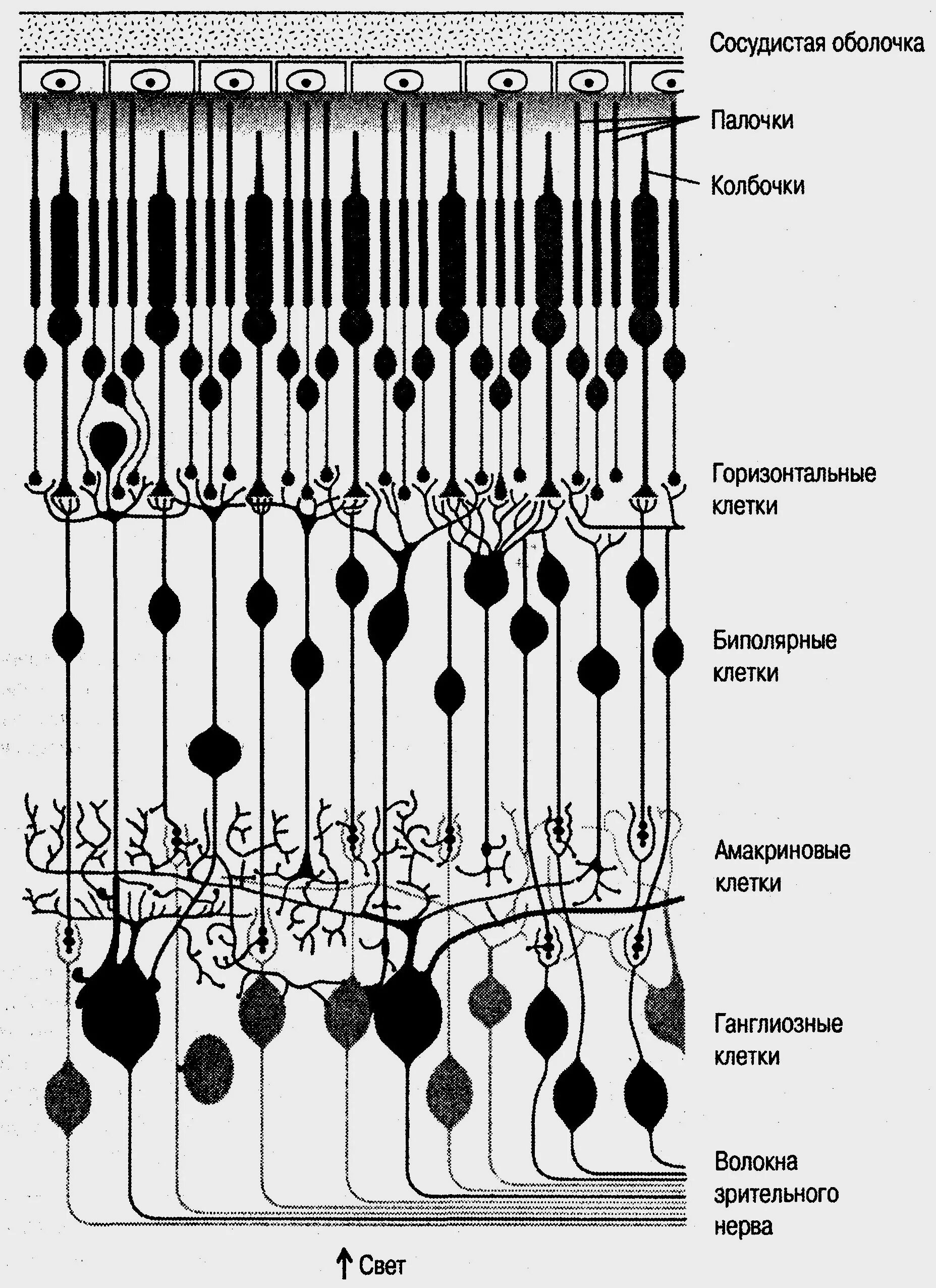 Строение сетчатки рисунок. Строение сетчатки нейронный состав сетчатки. Палочки и колбочки сетчатки гистология. Схема нейронного состава сетчатки глаза. Палочки и колбочки сетчатки строение.