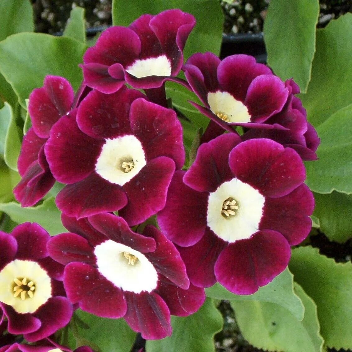 Примула аурикула. Primula auricula &#039;karen mcdonald. аурикула красная с желтой серединой.