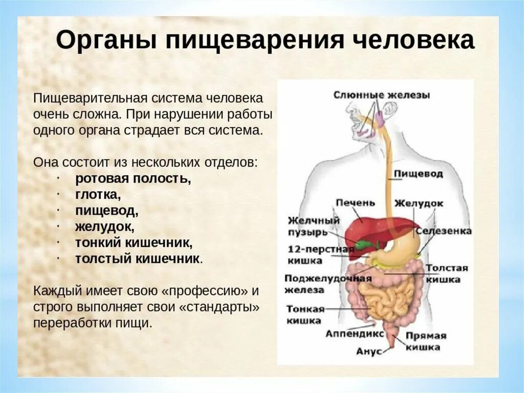 Строение и функции пищеварительной системы. Строение органов пищеварения пищеварительная система. Перечислите органы относящиеся к пищеварительной системе. Общая схема пищеварительной системы. Пищеварительная система характеристика кратко