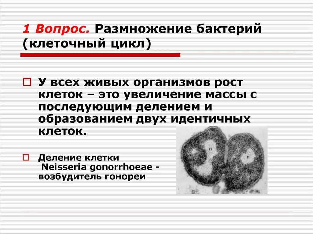 Размножение бактерий. Размножение и спорообразование бактерий. Спорообразование и деление бактерий. Рост и размножение бактериальной клетки. Деление клетки спорообразованием