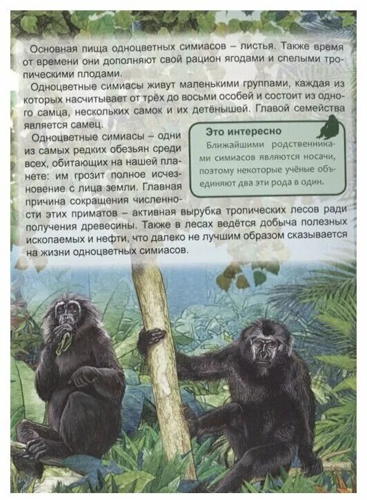 статья об обезьянах в энциклопедии 3. описание обезьяны. энциклопедия про обезьян для детей. статья об обезьянах в энциклопедии 3. статья про обезьян из энциклопедии.