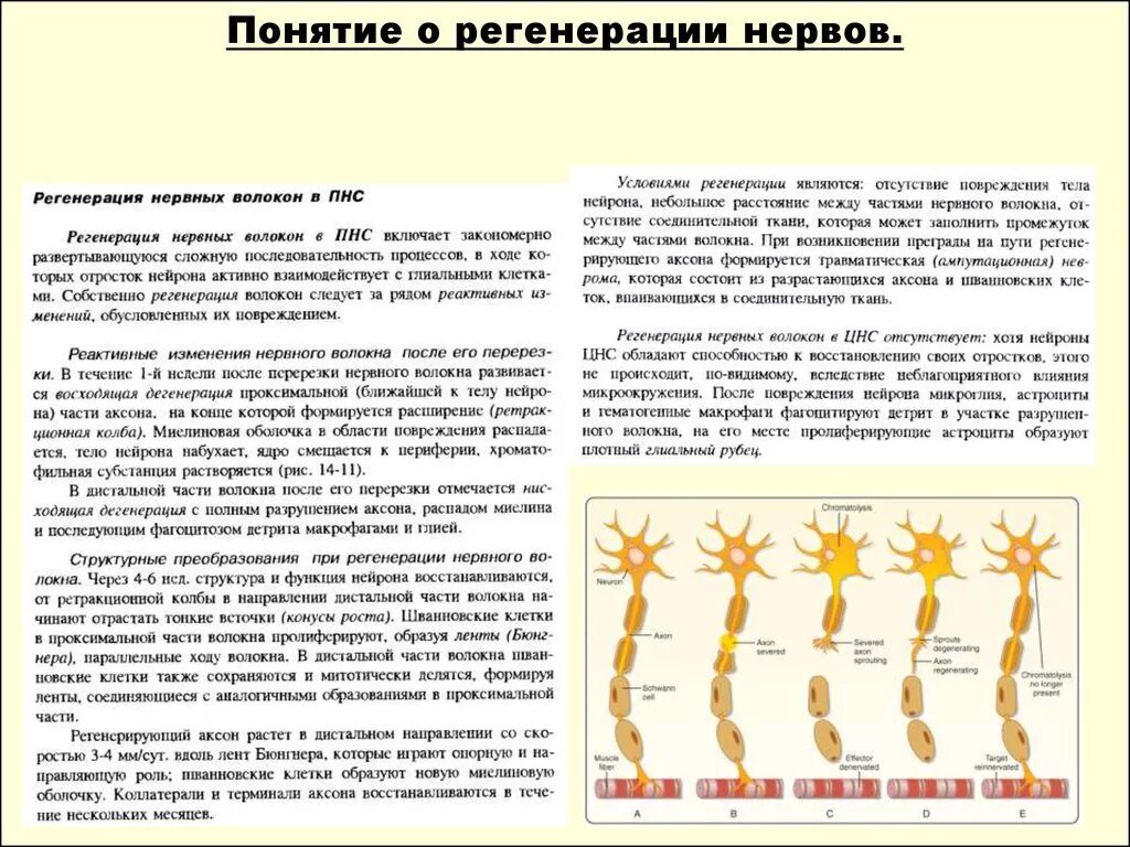 Восстановление нервов после операции. Этапы регенерации нервного волокна. Регенерация периферического нерва. Регенерация периферического нерва гистология. Периферический нерв регенерация после повреждения..