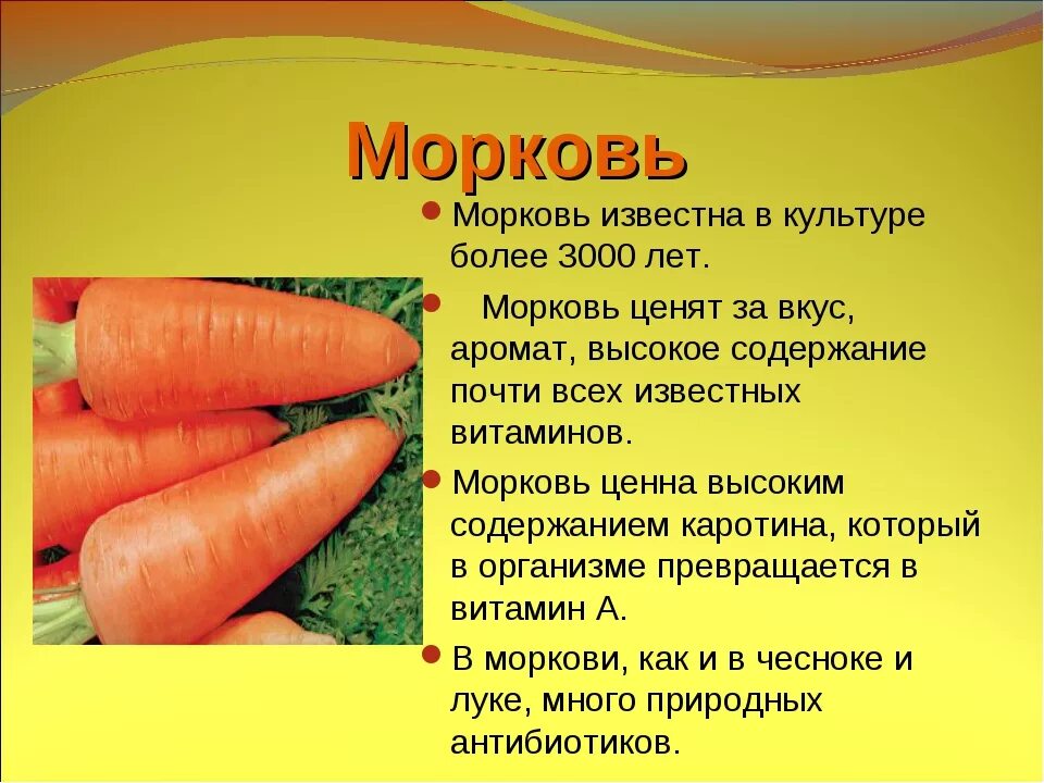 Характеристика моркови. Название частей моркови. Внешний вид моркови. Форма моркови описание.