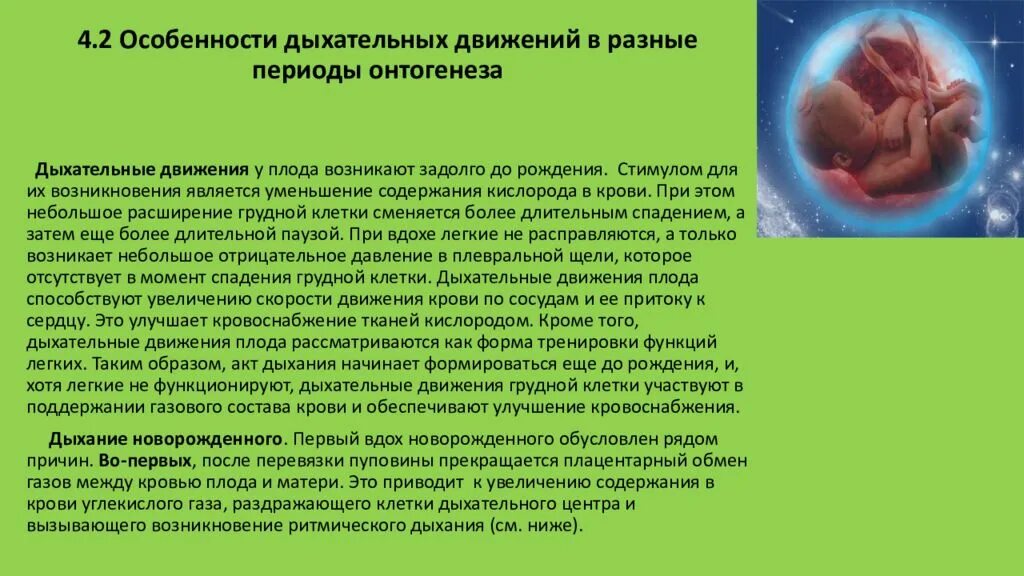 Вдохи 18. Особенности дыхания плода. Значение дыхательных движений плода. Особенности дыхательной системы. Дыхательная система эмбриона.