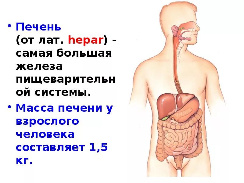 Печень большая железа. Печень взрослого человека. Масса печени у взрослого человека. Масса печени взрослого человека составляет:.