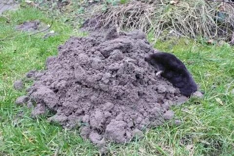 Кроты жизнь под землей