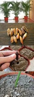 Как растет финик из косточки