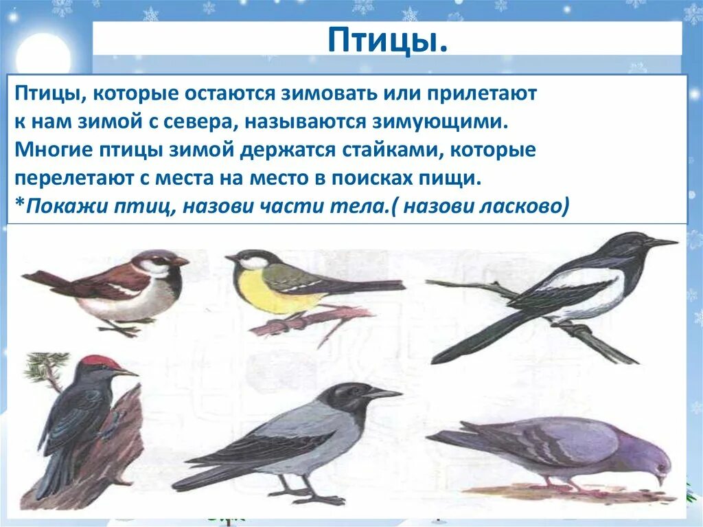 Какая птица не остается зимовать. Птицы которые прилетают к нам зимовать. птицы которые прилетают к нам зимой. зимующие птицы на севере. птицы прилетающие зимой.