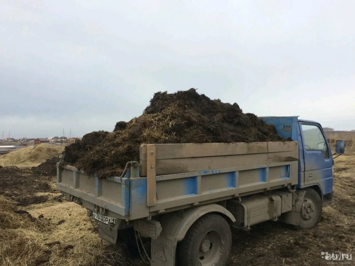 Навоз коровий газель. Навоз газ 53 коровий. Перегной машина. Машина 2 тонны перегноя. Грузит навоз.