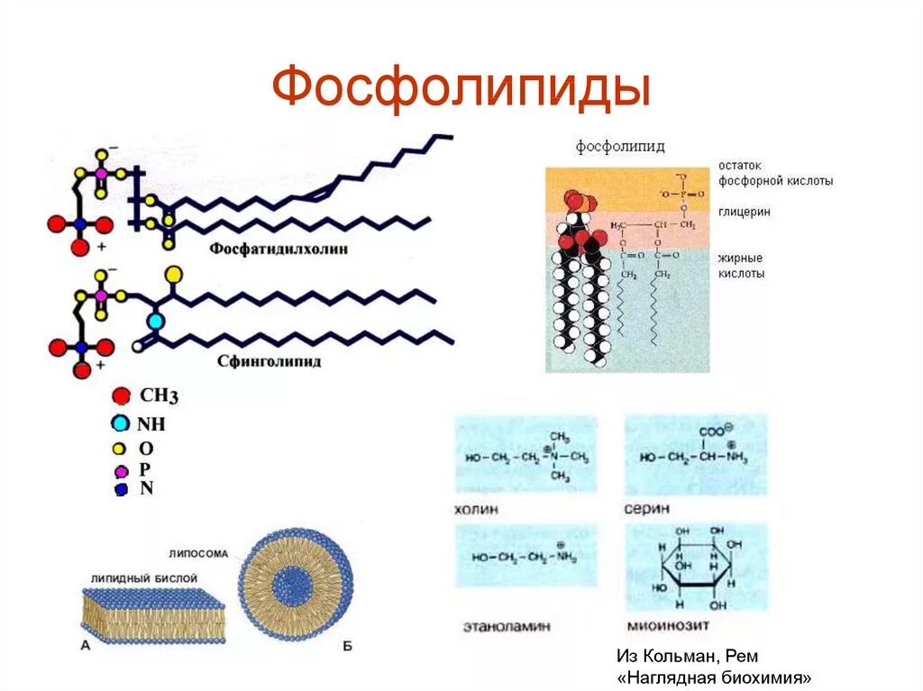Фосфолипиды строение биохимия. Фосфолипиды строение формула. Формула фосфолипидов мембраны. Строение фосфолипидов формула. Строение фосфолипида