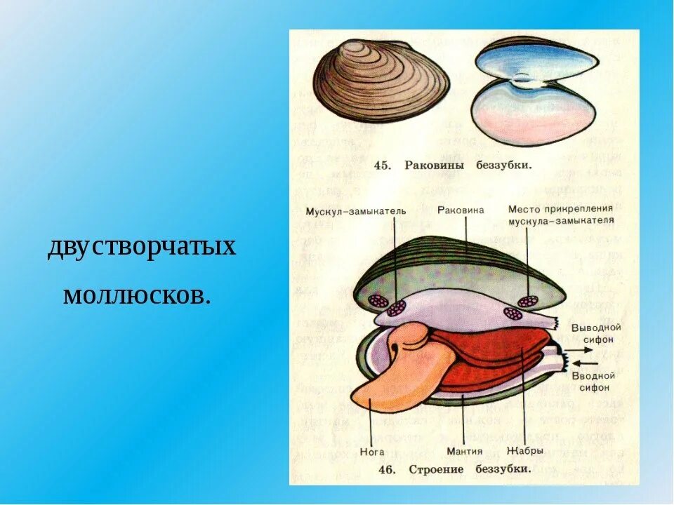 Тело моллюска заключено в. Двустворчатые моллюски строение раковины. Двустворчатые моллюски беззубка. Сифоны беззубки. Беззубка лигамент.