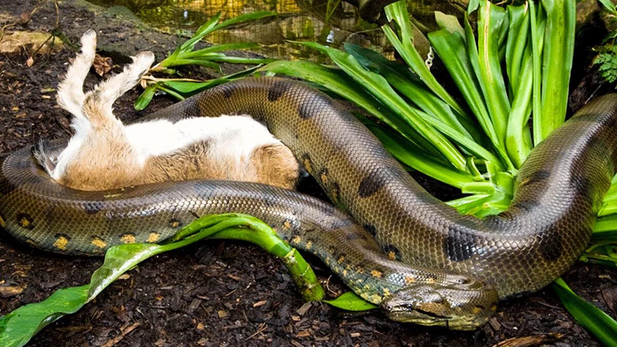 Анаконда змея. Водяной удав Анаконда. Зеленая Анаконда (eunectes murinus).