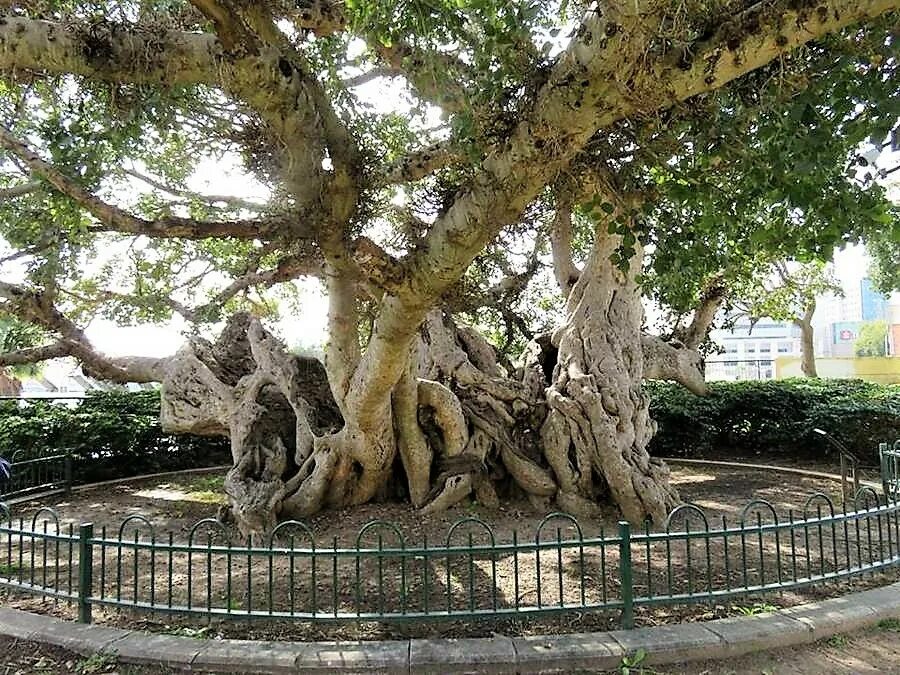 Смоковница в Израиле. Дерево сикомора в Израиле. Смоковница в Иерусалиме. Сикомора дерево в Нетании.