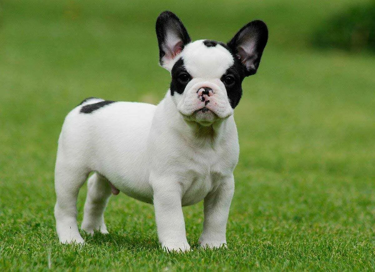 Французский бульдог. Порода собак французский бульдог. Порода собак карликовый бульдог. Французский бульдог мини белый.
