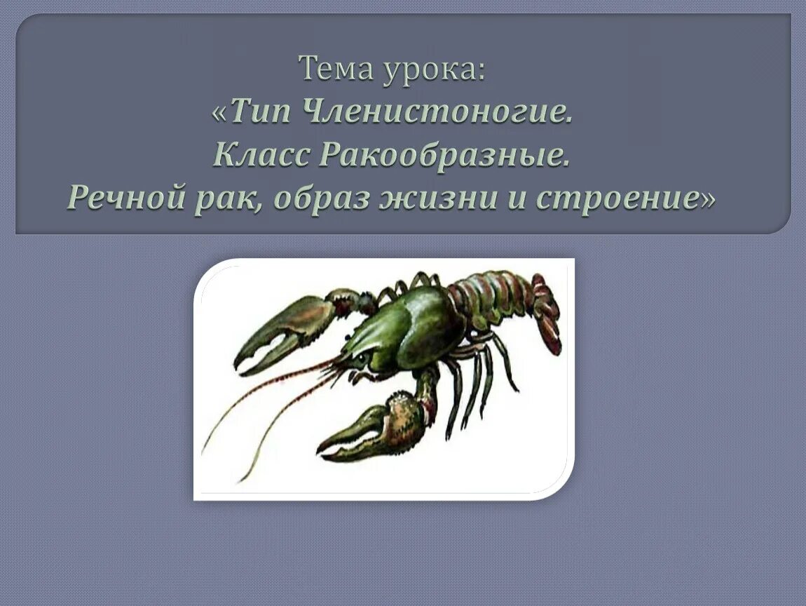 Лабораторная работа строение членистоногих животных. Образ жизни членистоногих. внешнее строение членистоногих 7 класс. членистоногие биология 7 класс. ракообразные строение лабораторная работа.
