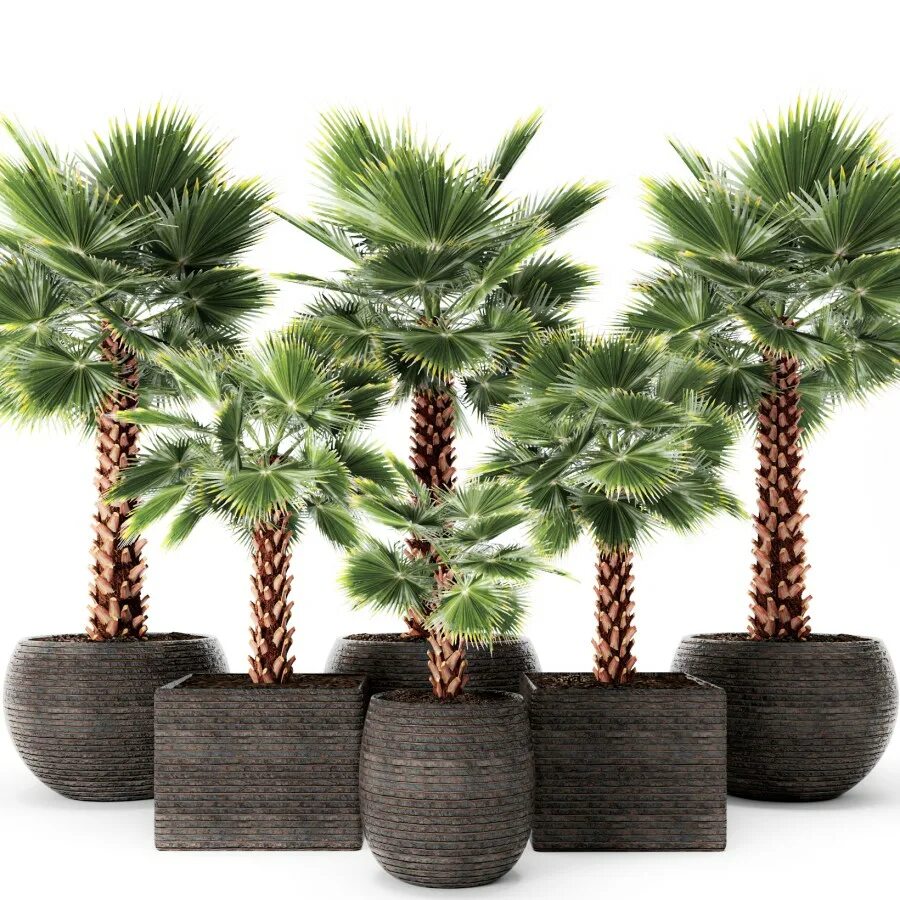 Palms set