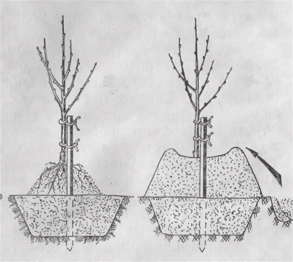 Схема посадка саженца плодовых деревьев. Посадка яблони при высоких грунтовых Водах. Посадка саженцев плодовых деревьев весной. Саженцы яблони Окс.