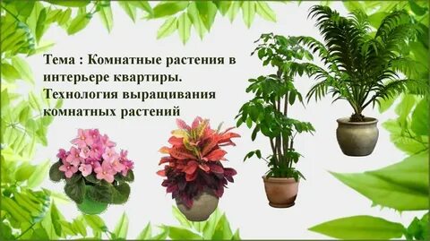 Тема урока комнатные растения