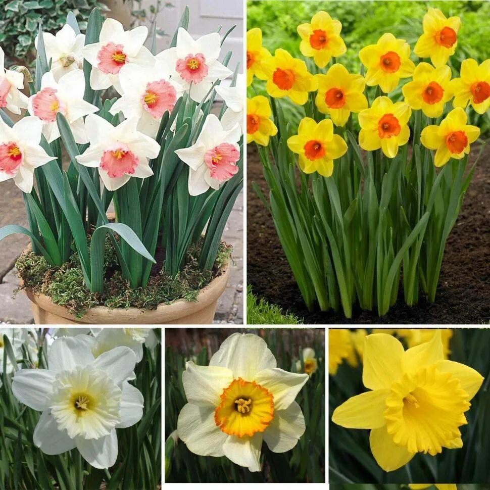 Каких цветов бывают нарциссы. King Daffodil Нарцисс. Нарцисс айс Кинг. Нарциссы Беккер луковицы.